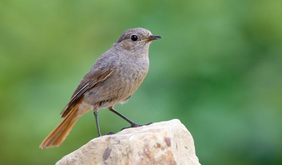 Der Hausrotschwanz; Vogel des Jahres 2025 Foto: Frank Derer