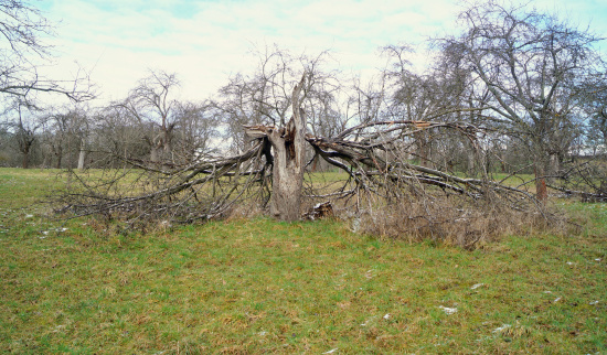 fehlende Pflege- und Erhaltungsschnitte verkürzen die Lebensdauer eines Baumes Foto: Uwe Stolzenburg