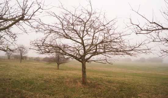 Die Baumkrone zeigt nach dem Schnitt eine pyramidenähnliche Form Foto: Uwe Stolzenburg