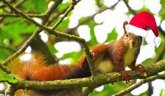 Weihnachtshörnchen ? Foto: NABU Lutz Hennig
