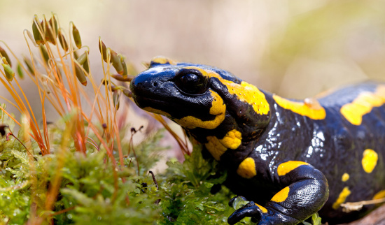 Feuersalamander Foto: Hendrik Fuchs