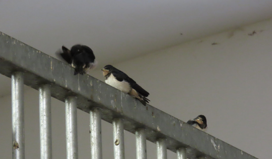 frisch flügge (ausgeflogene) Rauchschwalben - noch mit gelber Kehle und ohne Schwanzspieße Foto: O. Claussen