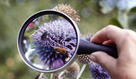 Welche Biene ist das nun ...? Foto: NABU/M.Sieber