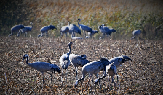Rastende Kraniche Foto: NABU - Lutz Hennig
