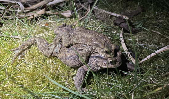 Auf dem Weg zum Laichgewässer umklammert das Männchen ein Weibchen und lässt sich so bis zum Ziel Huckepack tragen. Foto: Lotte Wilking