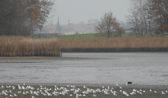 Novembereindruck am Dippelsdorfer Teich Foto: M. Schimkat