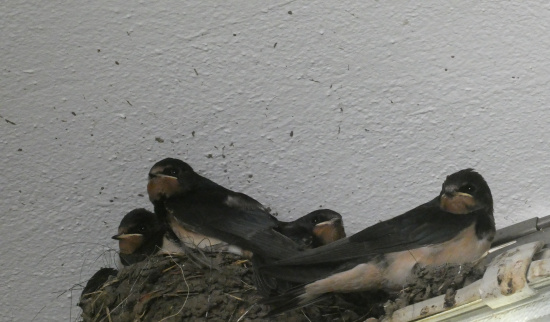 Foto: Berit Wipijewski