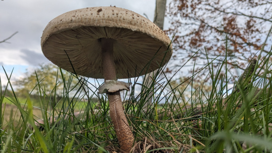 Mit geschultem Auge lässt sich der Parasolpilz (Gemeiner Riesenschirmling) von seinen teils ungenießbaren Verwandten unterscheiden. Foto: Berit Wipijewski