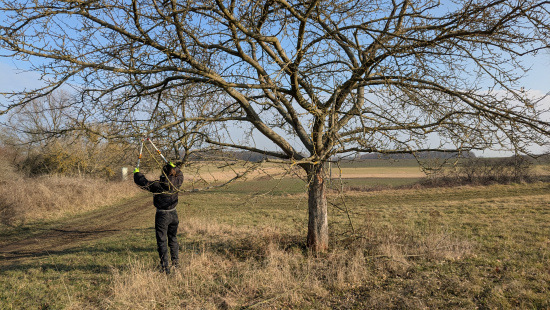 Ein nach unten wachsender Ast wird abgeschnitten. Foto: Uwe Stolzenburg