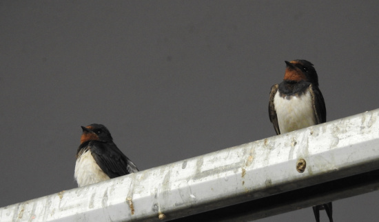 die Rauchschwalben fühlen sich in den Pferdeställen wohl Foto: M. Schimkat