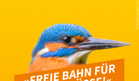 Vogel des Jahres Foto: NABU