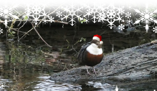 Weihnachtsgrüße 2023 Foto: Berit Wipijewski