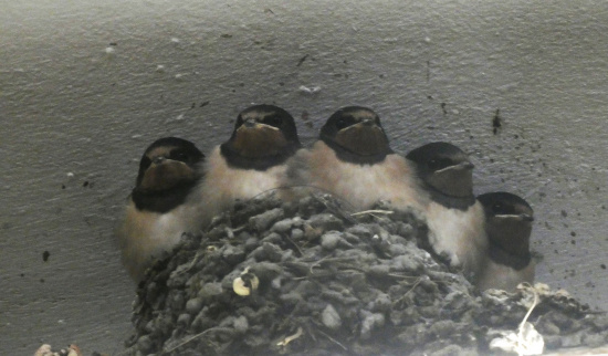 Dicht aneinandergedrängt warten die jungen Rauchschwalben auf die Rückkehr ihrer Eltern mit Nahrung. Foto: Luise Hertel