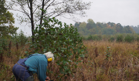 Absägen des Stockausschlages der Schwarzerle mit der Kettensäge im Jahr 2025. Foto: Uwe Stolzenburg