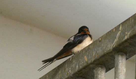 Eine Rauchschwalbe im Stallgebäude des Landgestüts. Foto: Sabrina Selinger