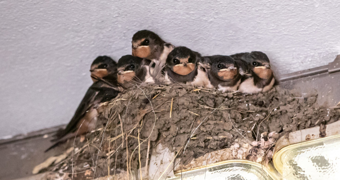 Sechs Rauchschwalbenjunge stehen kurz vor ihrem Ausflug aus dem Nest. – Foto: Anja Imke